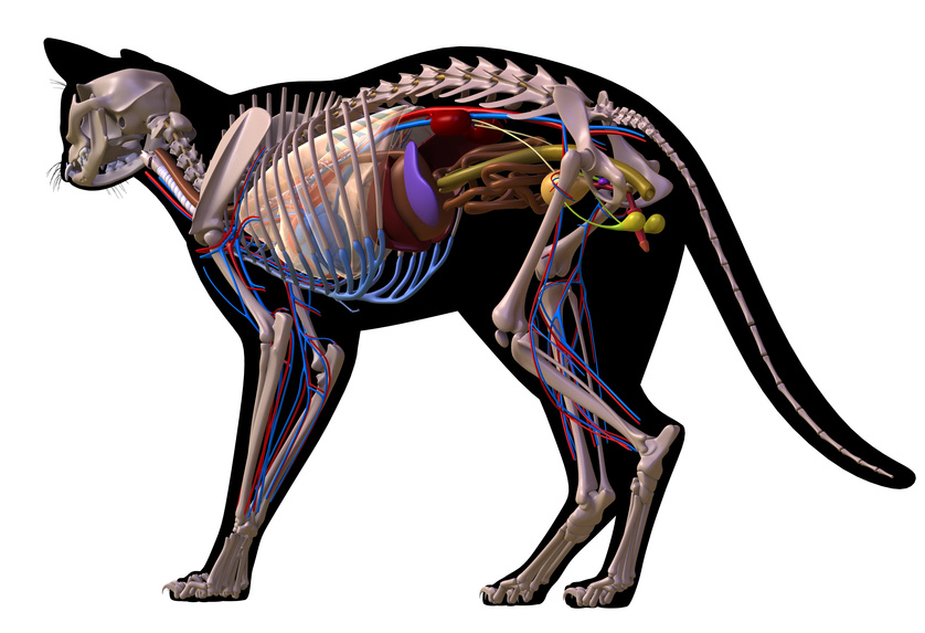 Schéma de l'anatomie du chat