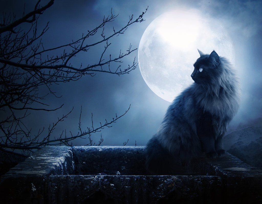 Chat au clair de lune