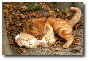Un chaton de 8 semaines reçoit une leçon de sa mère