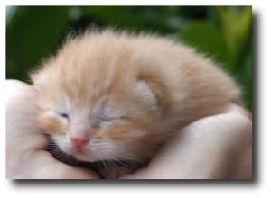 Chaton roux de 9 jours