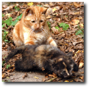 Maman chat éduque son chaton de 8 semaines