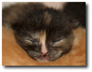 Chaton dont les yeux commencent à s'ouvrir