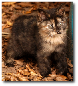 Chaton qui observe le jardin