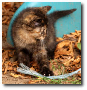 Chaton jouant avec une ficelle