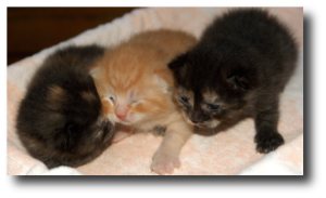 Les yeux d'un chaton de 9 jours commencent à s'ouvrir