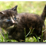 Chaton gris foncé de 5 semaines
