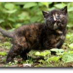 Chaton gris foncé de 5 semaines