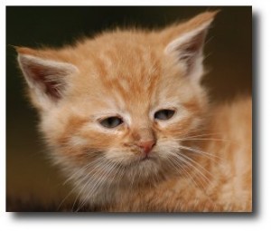 Chaton roux de 6 semaines