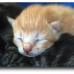 Chaton roux le jour de sa naissance