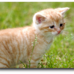 Chaton roux âgé de 5 semaines