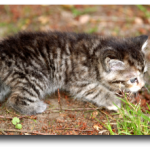 Chaton tigré gris de 5 semaines