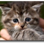 Chaton tigré gris de 5 semaines