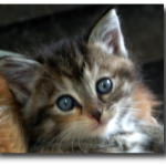 Chaton tigré gris de 6 semaines