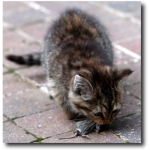 Chaton ayant attrapé une souris