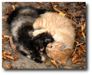Deux chatons jouent ensemble