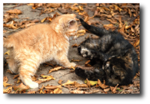 Chatons de 8 semaines en train de jouer