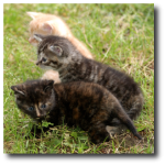 Chatons de Marie âgés de 5 semaines