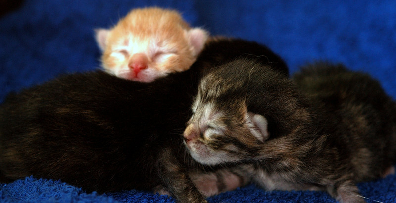 3 chatons âgés de 1 jours